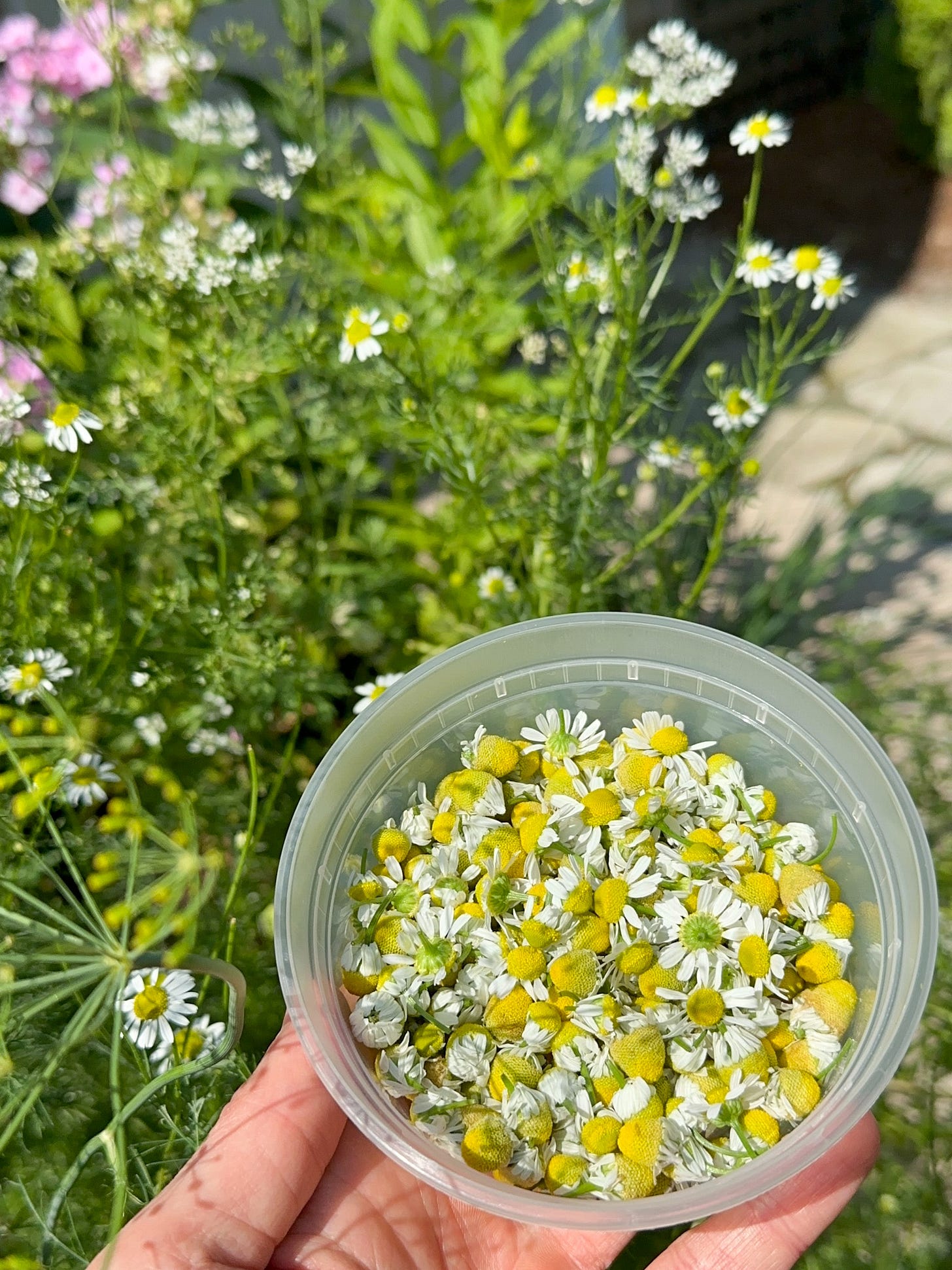 A plastic container full of fresh chamomile flowers with a chamomile plant in the background.