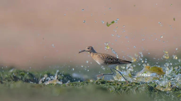 Ostapenko Daria, Run!