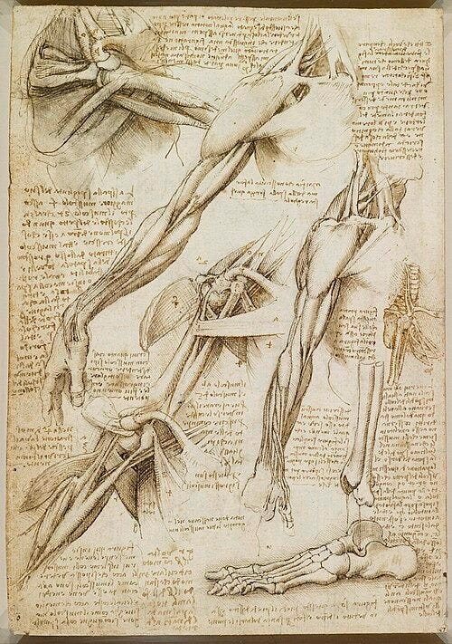Leonardo da Vinci's sketches of the anatomy of a human arm Leonardo da Vinci's sketches of the anatomy of a human arm