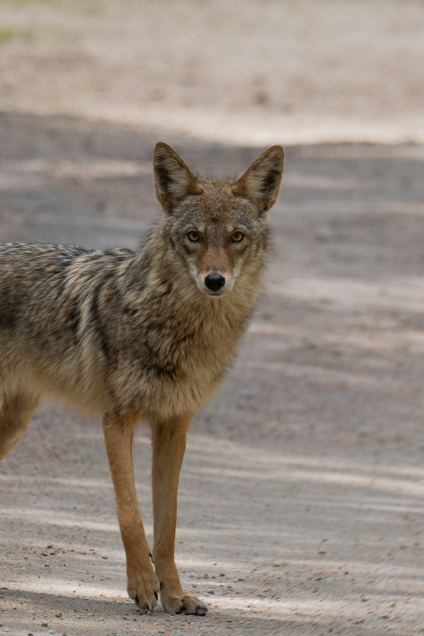 A wide-eyed coyote stares at you