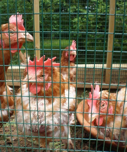 Ex-Battery Chickens 2 Ex-Battery Chickens 2