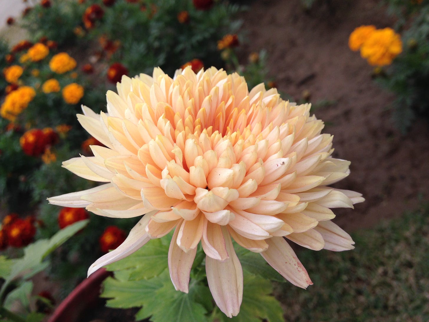 File:Beautiful Chrysanthemum.JPG - Wikimedia Commons File:Beautiful Chrysanthemum.JPG - Wikimedia Commons
