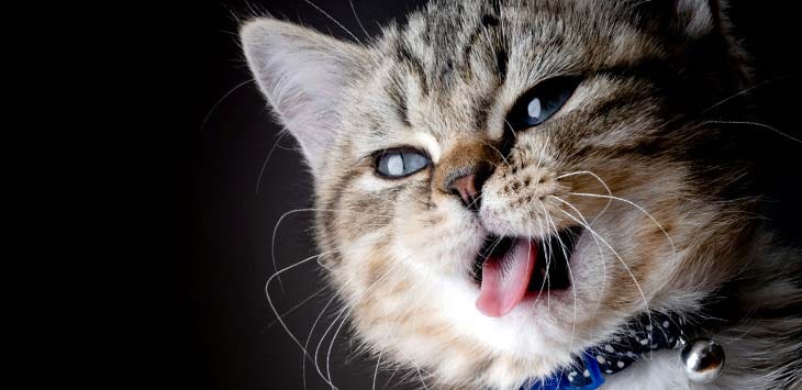 Photo of a cat with its mouth open and tongue sticking out.