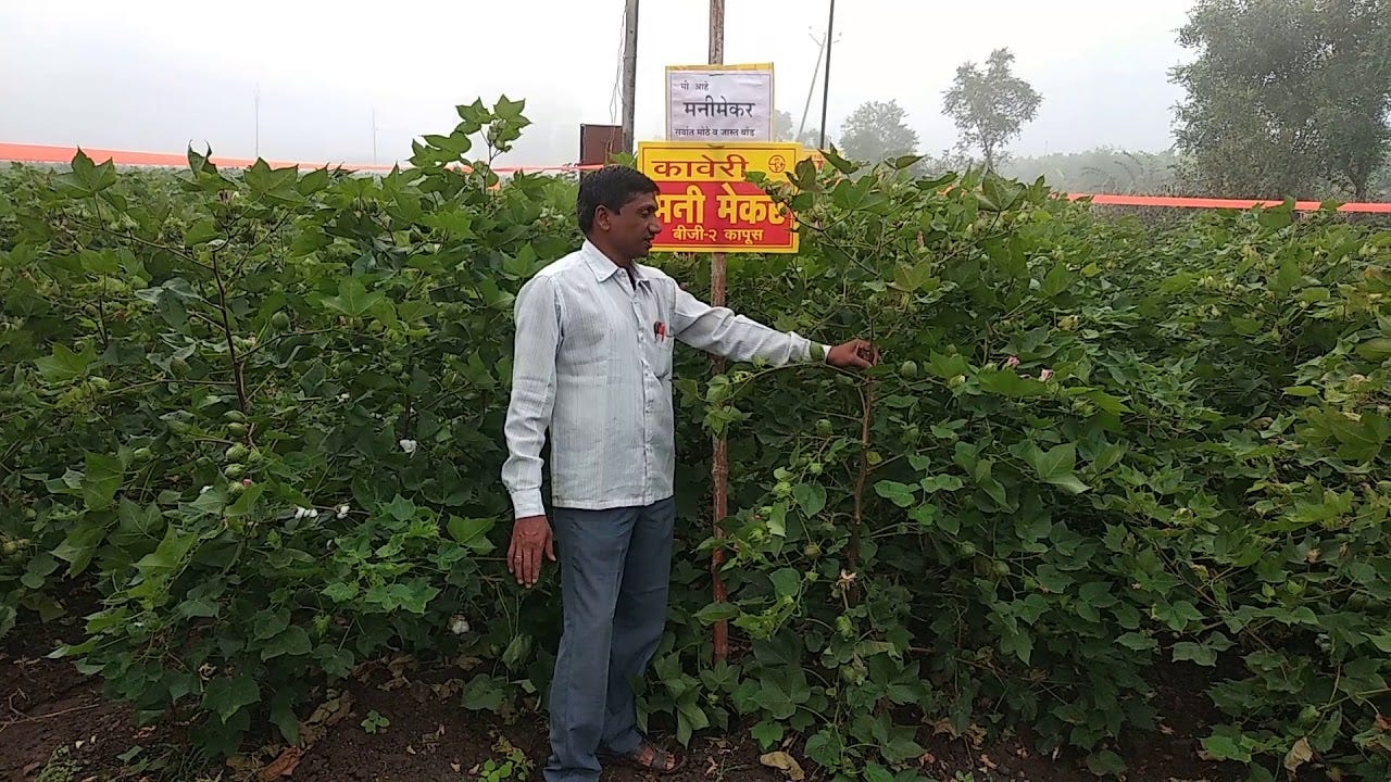 Moneymaker cotton - YouTube