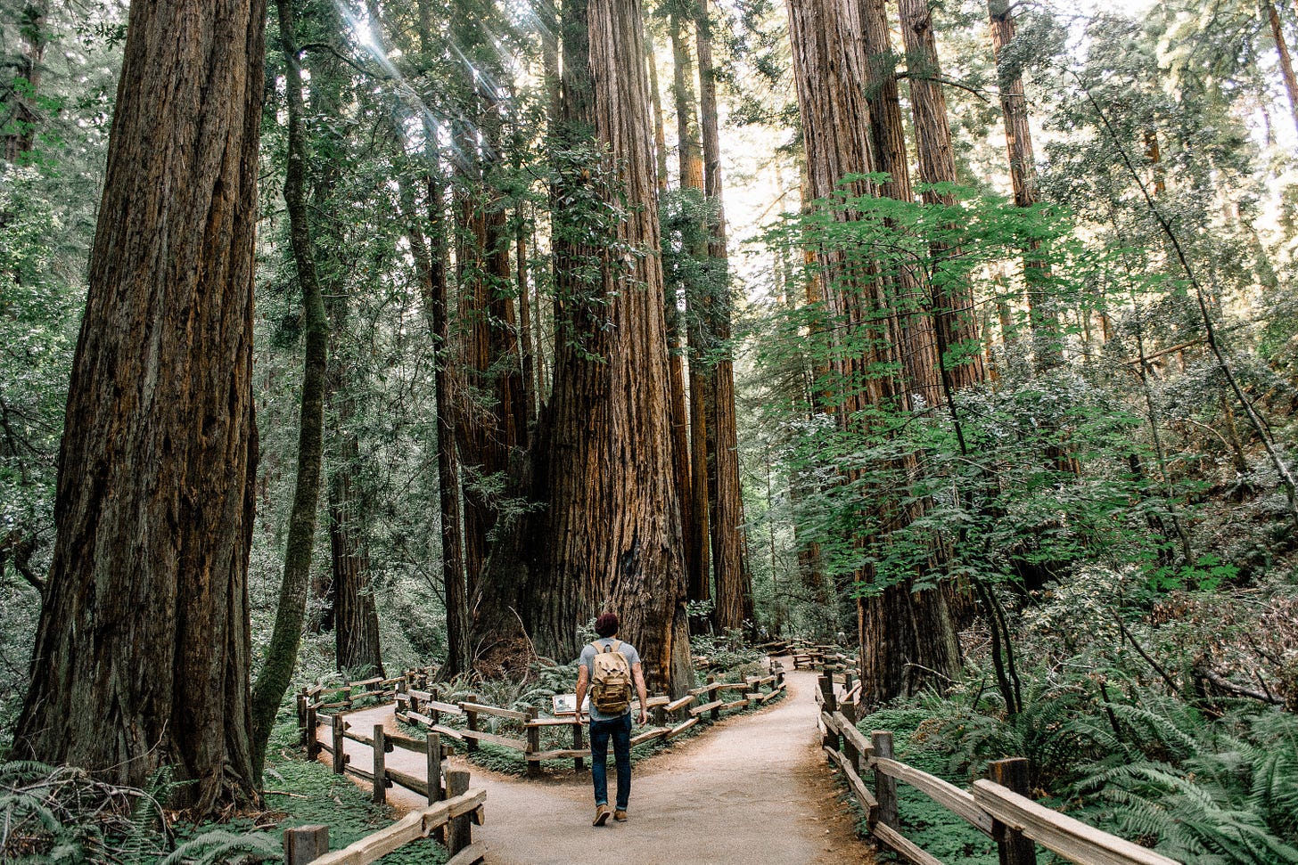 A green forest with very tall trees, a path with a man in a backpack standing a the fork.