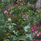 The most bad-ass plant for your cottage garden