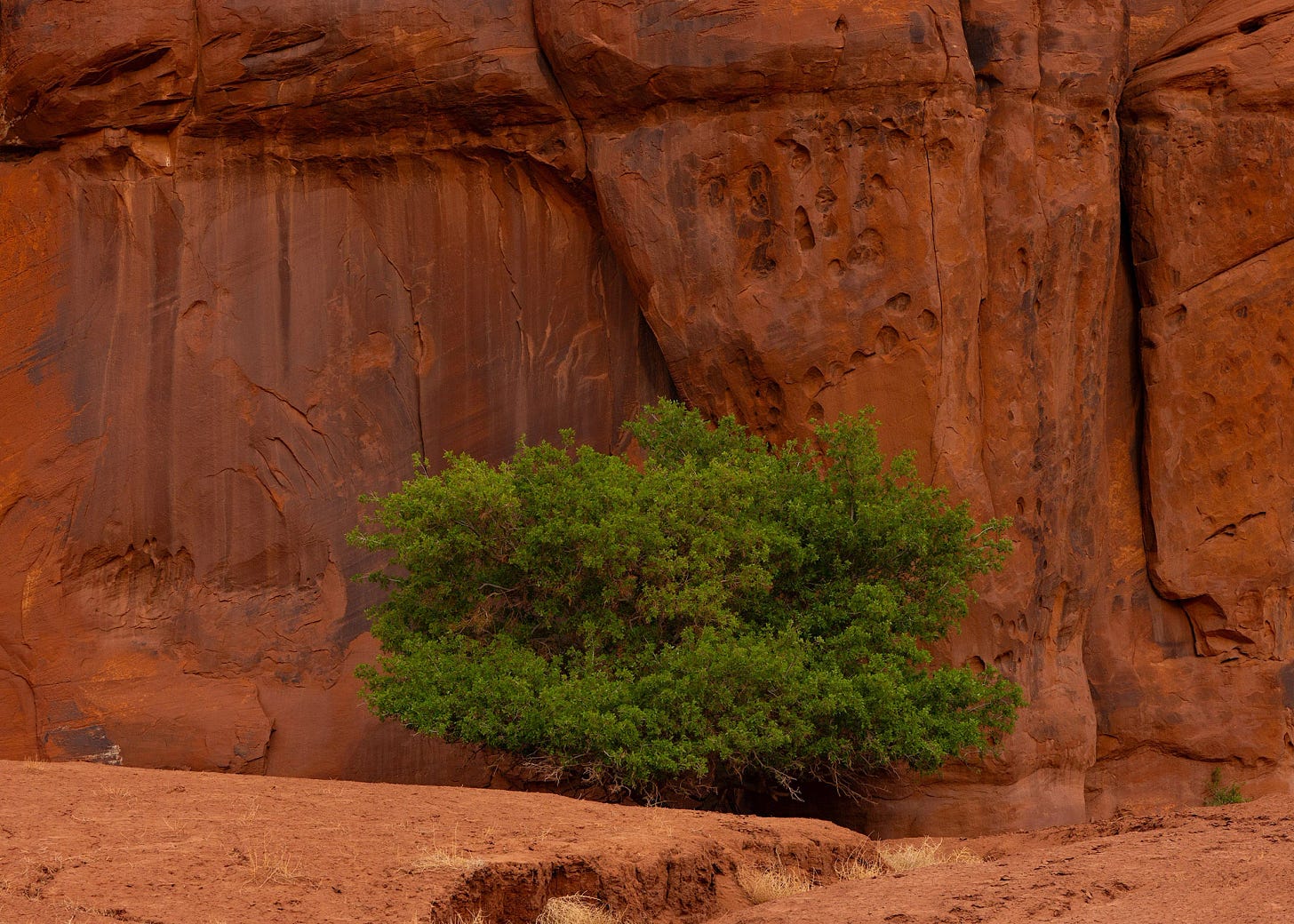 Green tree thriving beneath a red sandstone cliff in Monument Valley, drawing life from water seeping through the rock that sustained Ancestral Puebloan cliff dwellers.