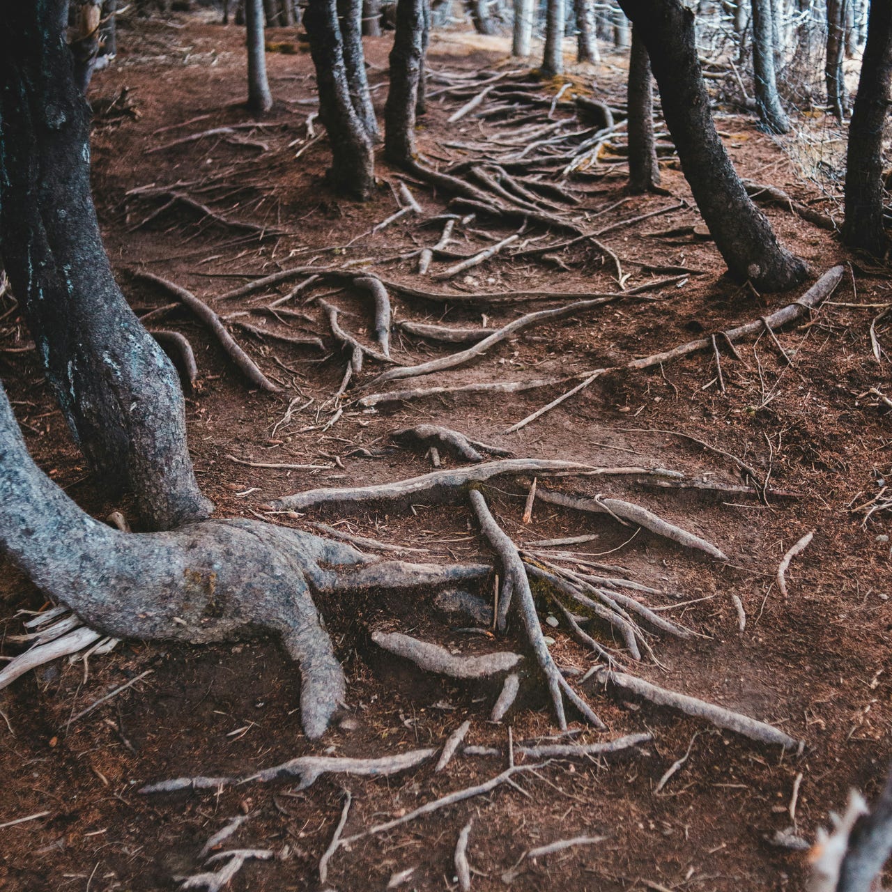 Embers and Roots logo