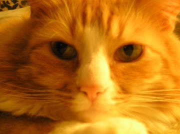 Sundance in a pensive mood