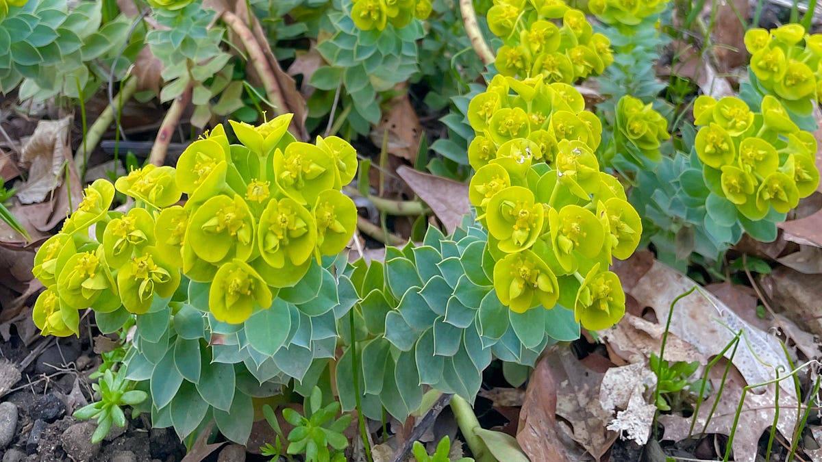 Euphorbia Euphoria - Julie Witmer Gardens Newsletter