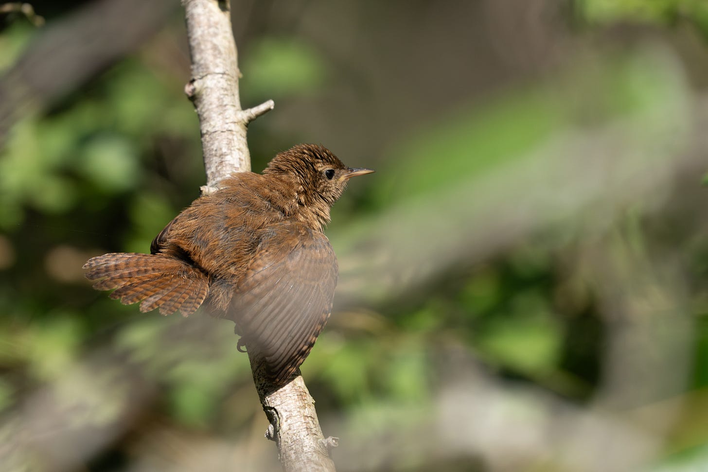 A chestnut brown bird with pretty barred wings sunbathes with its feathers fluffed up and fanned out