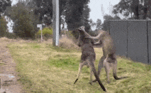 Kangaroo Fighting GIFs | Tenor