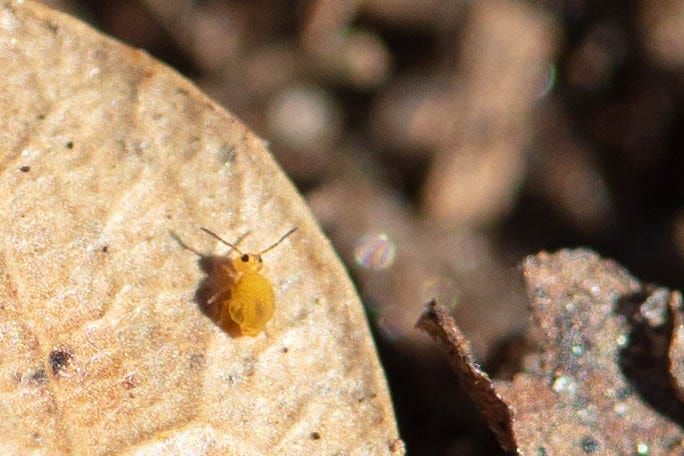 A macro close-up of a bright yellow springtail with a very round body and big, round, black eyeplates, on a brown leaf
