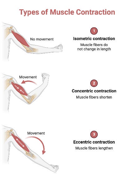 Extensor Contraction How To Weaponize Your Hamstrings, Groin And Lower Back With Just Once ...