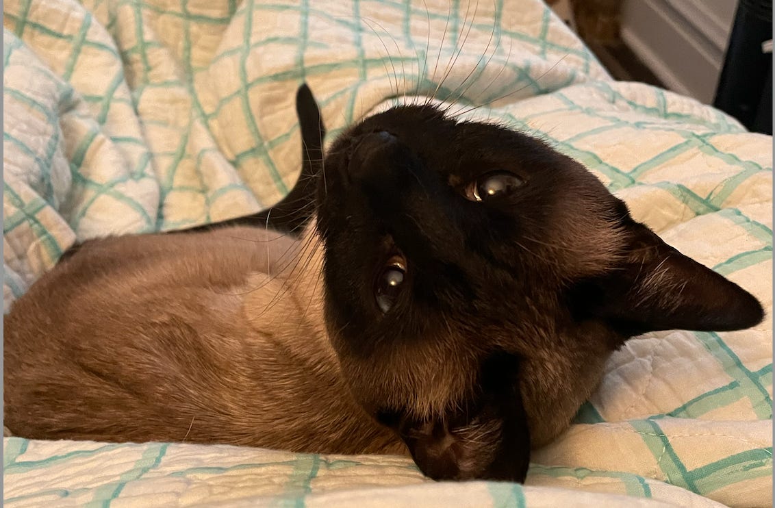 sleepy cross-eyed siamese cat on bed, looking upside down at camera