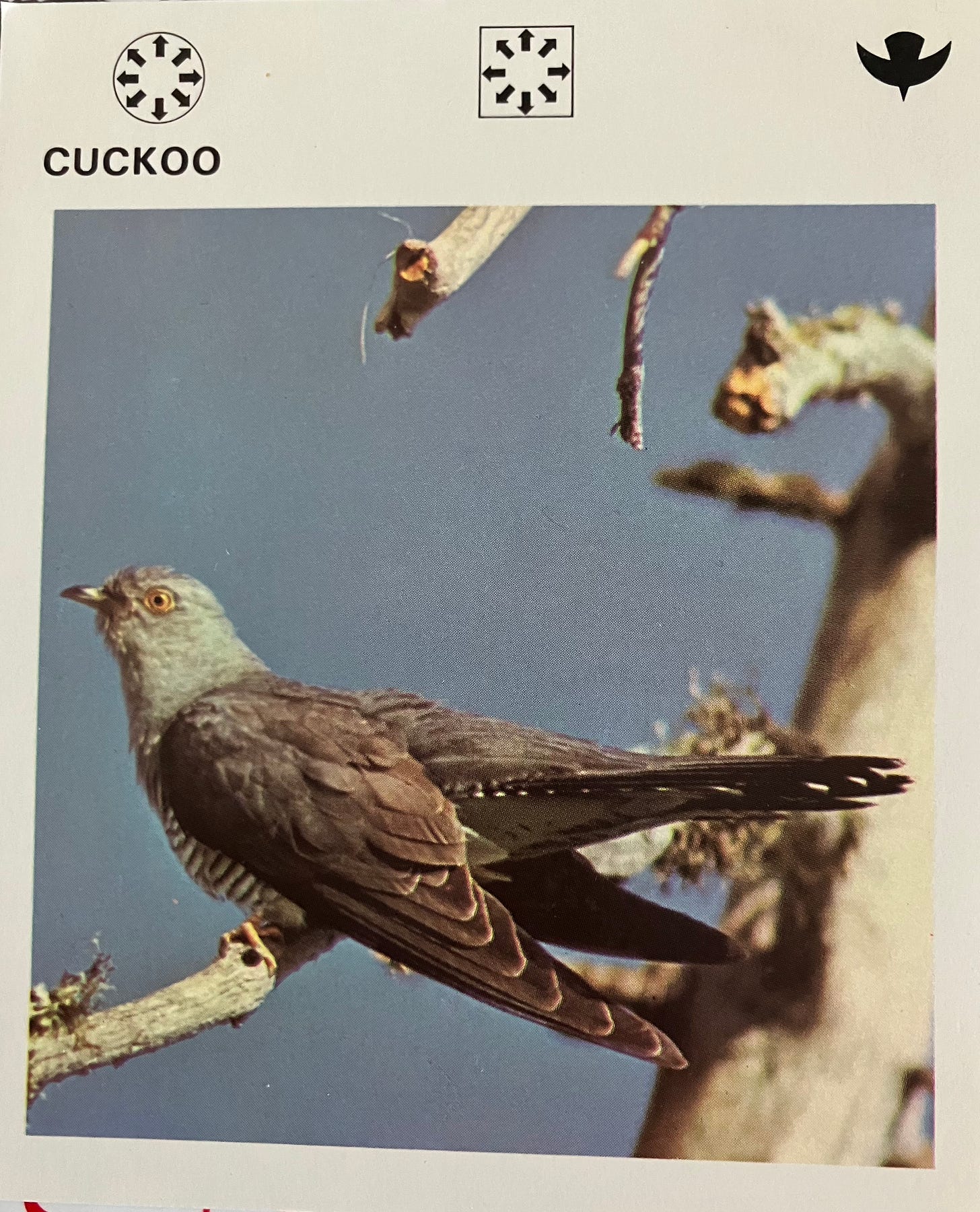 Wildlife card featuring cuckoo bird
