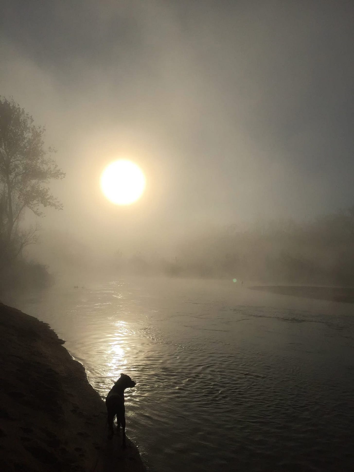 Sun rising over fog on the urban river, blackmouth cur silhouetted in the foreground.