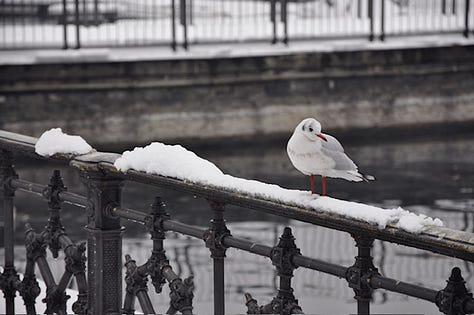Top L-R: December 2009 snow-covered Lake Como, boarding for the seaplane tour, palm trees and persimmon in the snow, grey winter lake, a chilly seagully, view up the lake toward the Italian Alps