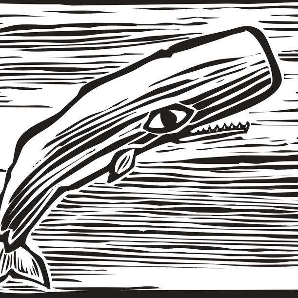Substack profile picture for @whales