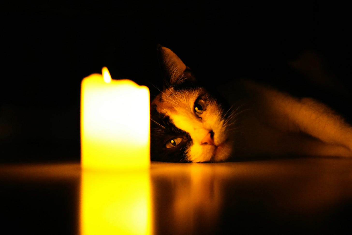 cat candle