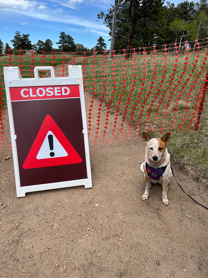 a red heeler on a hiking trail in front of a closed sign