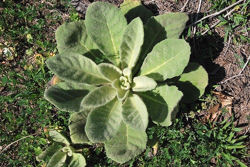 Common Mullein, Verbascum thapsus, basal rosette