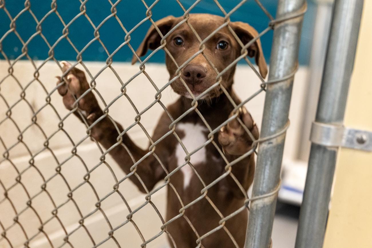 Influx of Animals Endangers Animal Center's Six-Year Record of Avoiding  Euthanasia for Space | Wake County Government
