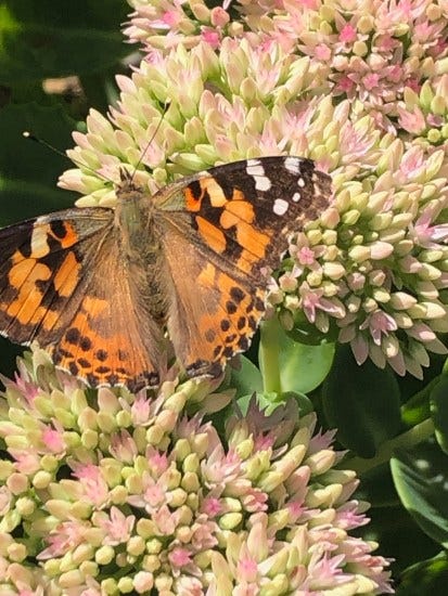 The Wonder of Incarnation: Joy Is Here The Wonder of Incarnation: Joy Is Here