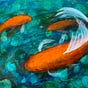 Julie Kumble's avatar