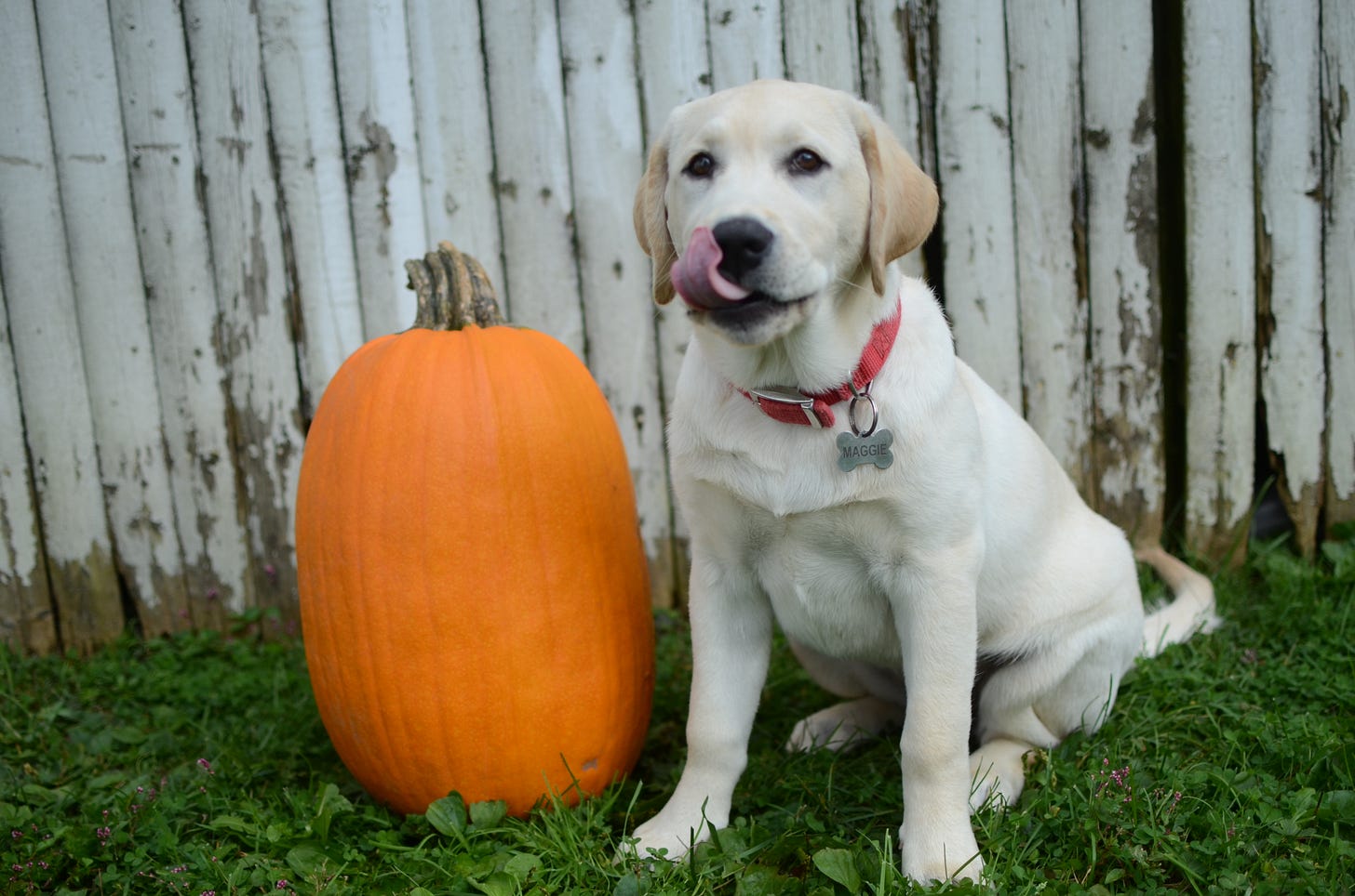 A yellow Labrador retriever licks her chops as she sits next to a pumpkin that's almost as big as she is.