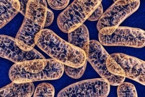 mitochondria mitochondria