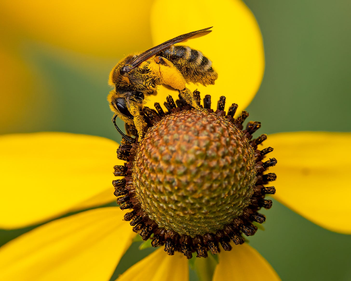 This photo shows a Coneflower Mining Bee on Grey-headed Coneflower. The insect is perched atop the center of the flower, and the insect is coated in bright yellow pollen. Its four legs are on the ground in a way that looks like downward dog, the yoga pose.