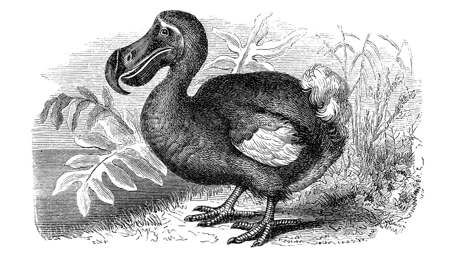 Dodo | Bird, History, & Facts | Britannica