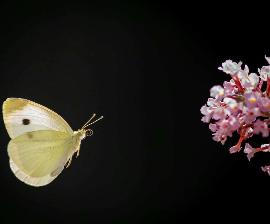 A pale, almost translucent yellow butterfly with a small black spot on wing hovers in blackness.  It is facing towards a pink hyacinth flower on the far right side of the photo.