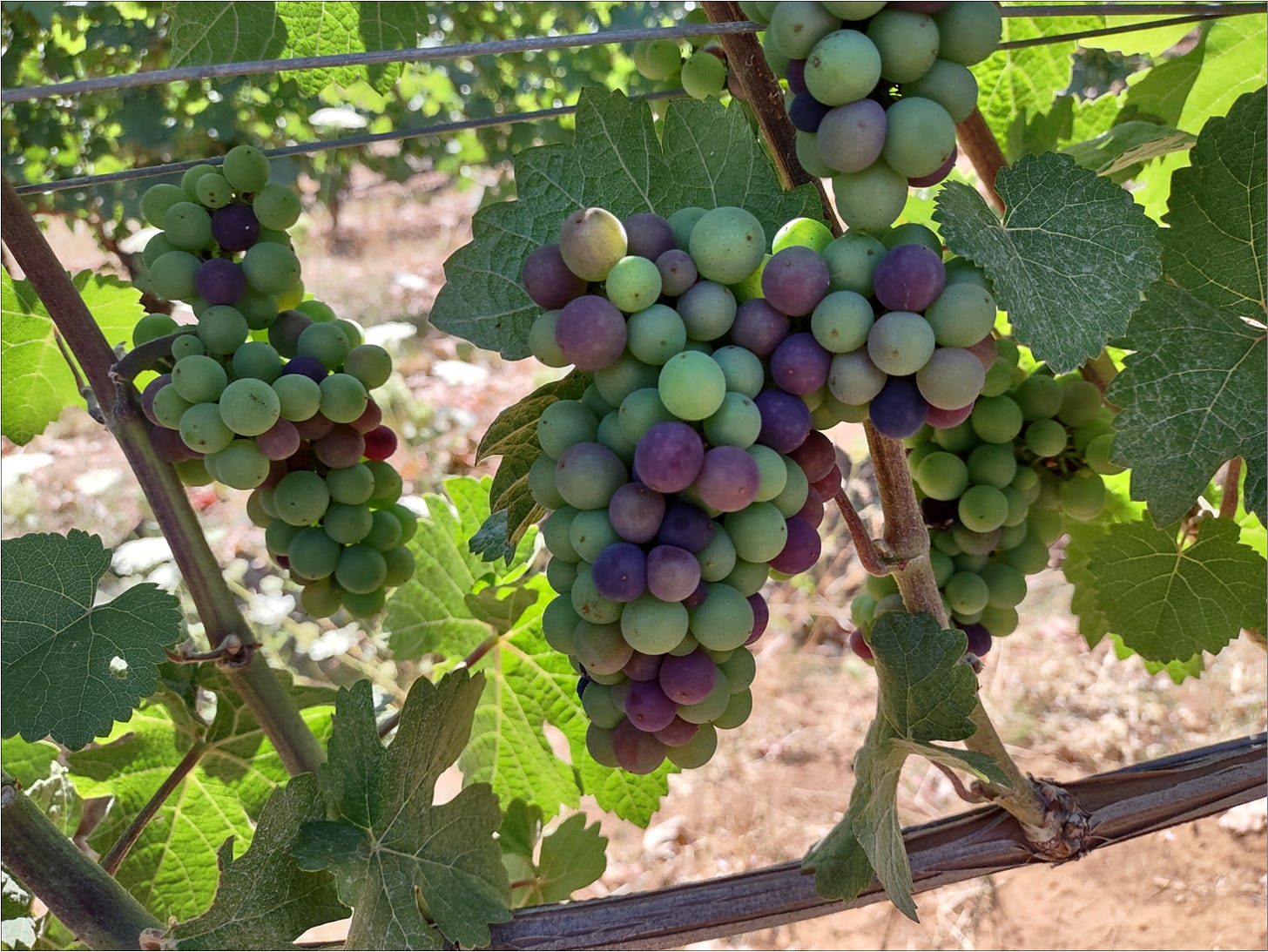 Pommard Clone Pinot Noir In Flagrante changing color from green to pink to mauve.
