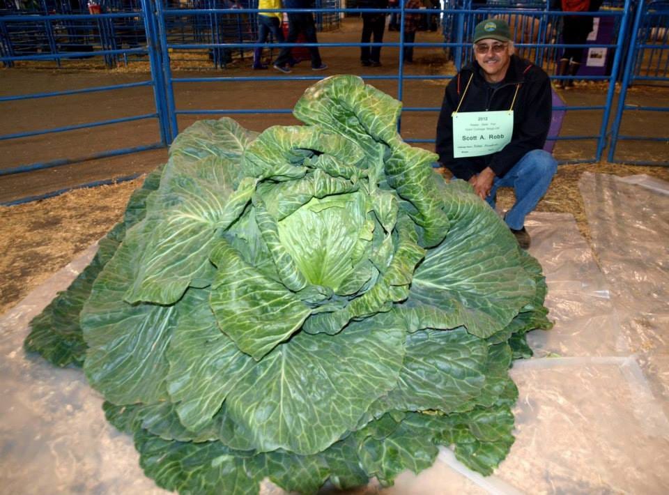 Scott Robb and his 138 pound cabbabe at the 2012, Alaska State Fair.