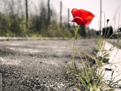 2016-01-04-1451922061-140001-flowergrowingoutoftheconcretehuffpo-thumb 2016-01-04-1451922061-140001-flowergrowingoutoftheconcretehuffpo-thumb