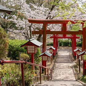 A Small Gift of Spring from Japan: Cherry Blossoms in Full Bloom