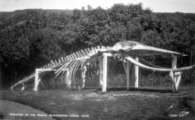 Black and white postcard of the whale skeleton at Blackgang Chine