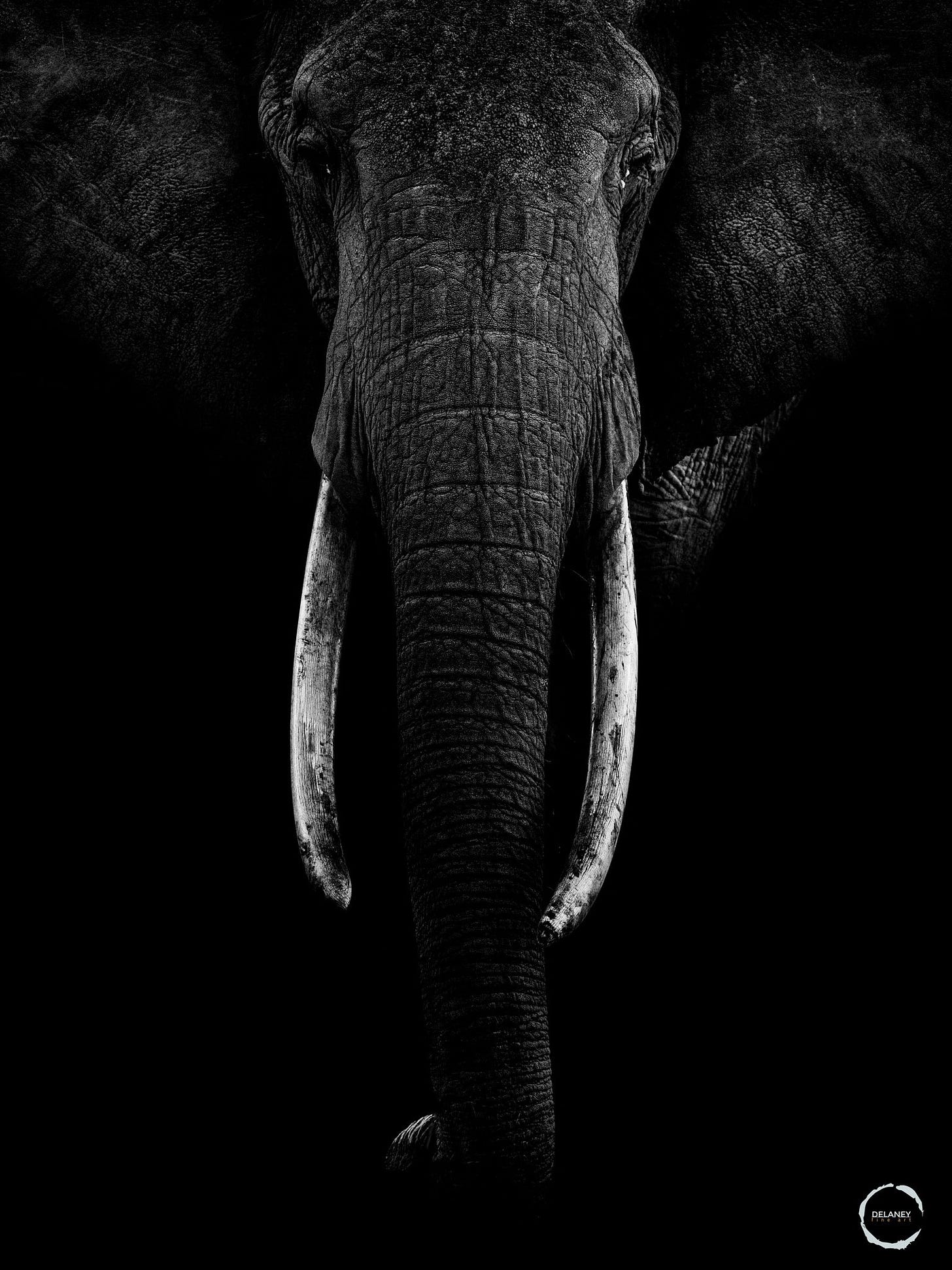 The Matriarch Portrait.jpg