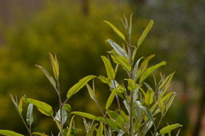 small sunny garden, desert garden, tree following, vauquelinia, californica, arizona rosewood, amy myers, photography
