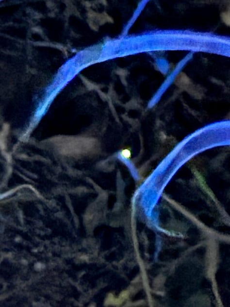 A tiny pinpoint of yellow-green bioluminescent light glowing in dark forest undergrowth, surrounded by dry twigs and roots, with electric blue light trails from a flashlight arcing across the frame.  Two long shadows of people stretch across a cracked concrete path at night, cast by bright moonlight. Wild brush lines the edge of the trail. A blue jacket is visible at the left edge of the frame. A single white moon flower glows luminously against a pitch black night sky, lit by a flashlight beam. The trumpet-shaped bloom radiates light like a small moon among dark tangled branches and blue-tinted leaves.