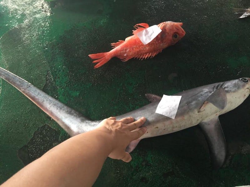 fish3