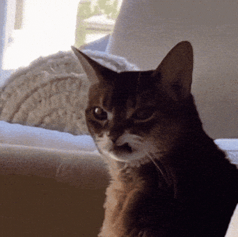 Unimpressed Cat GIFs - Find & Share on GIPHY Unimpressed Cat GIFs - Find & Share on GIPHY