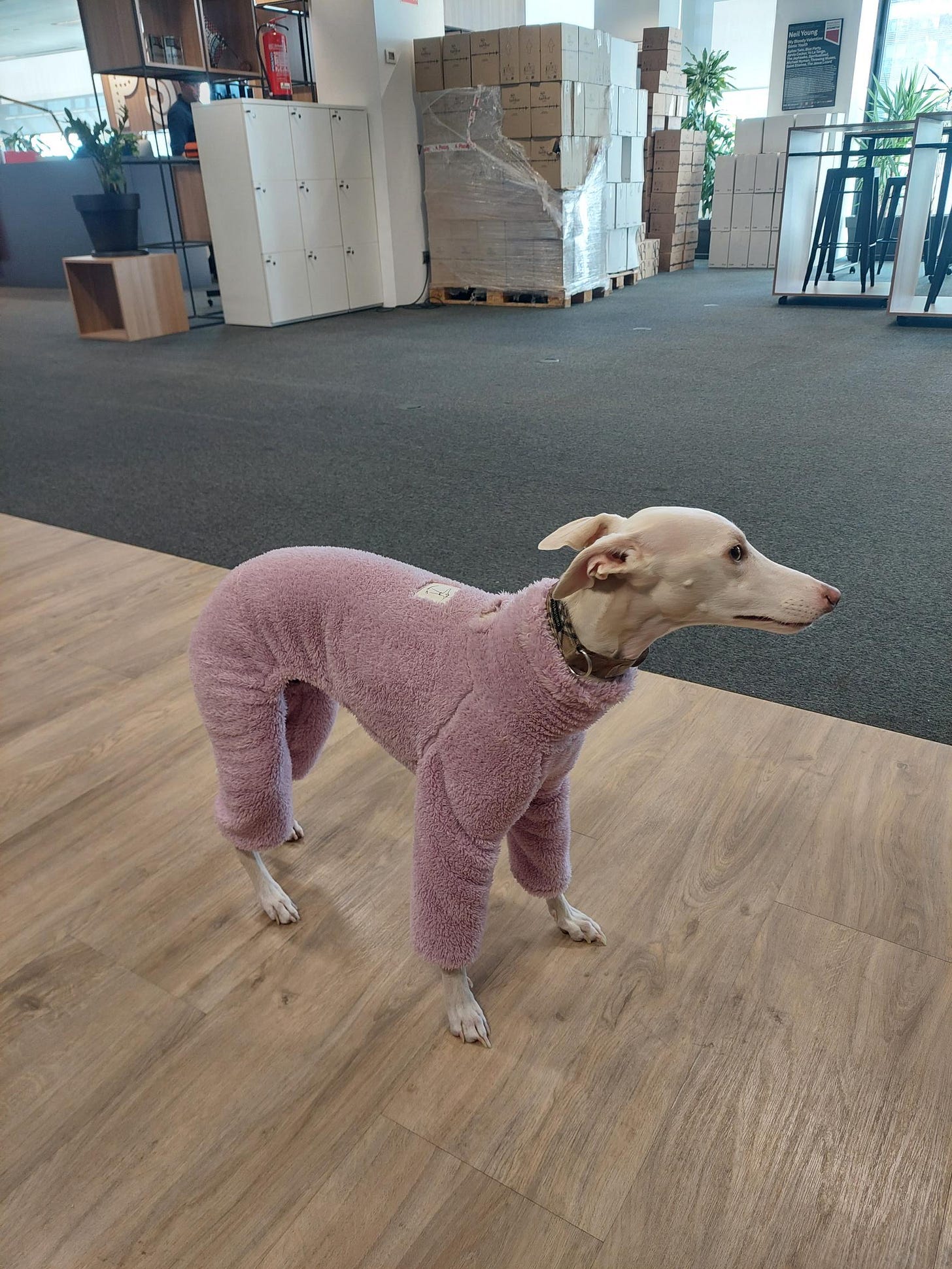 A dog keeps warm and stylish