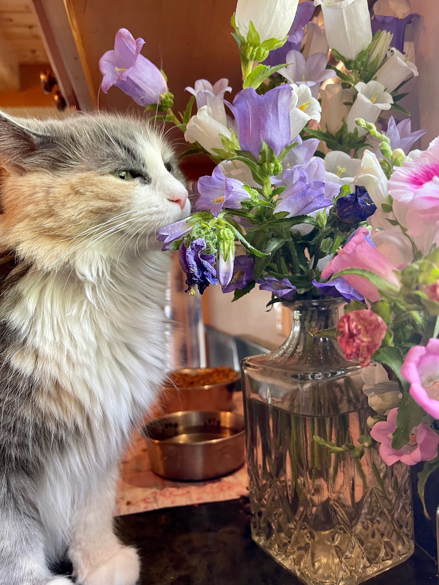 cat sniffing flowers