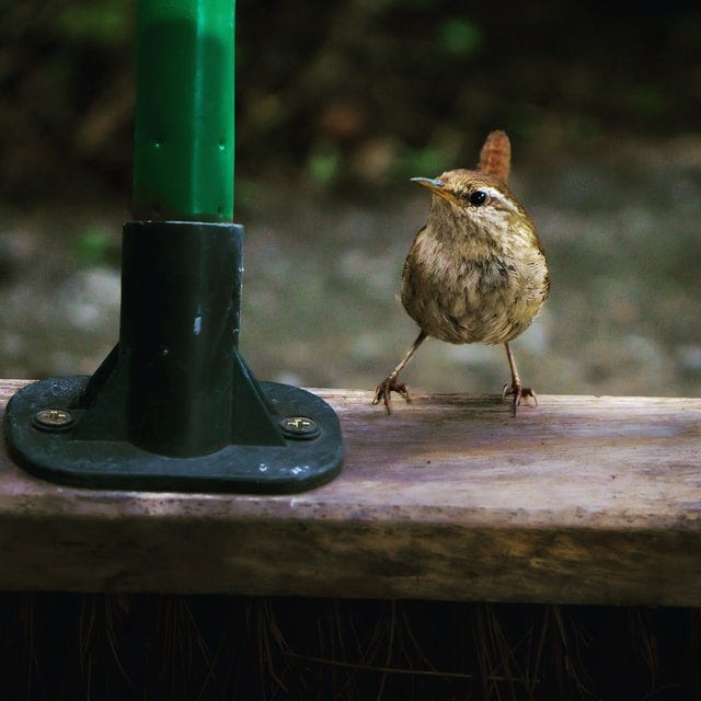 Wren perched on a broom 