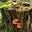 Douglas Fir's avatar
