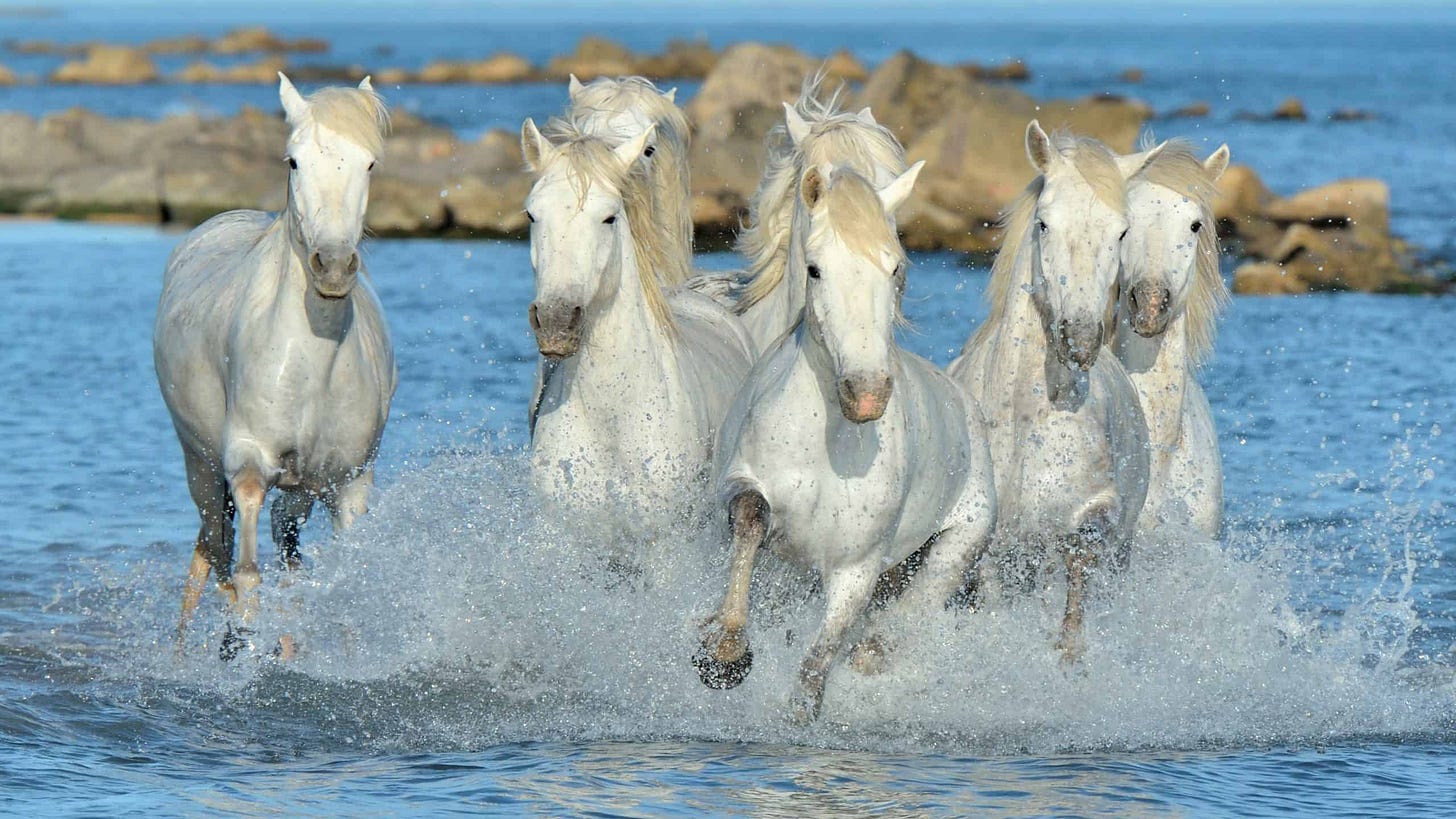 white horses of the Carmargue in the surf