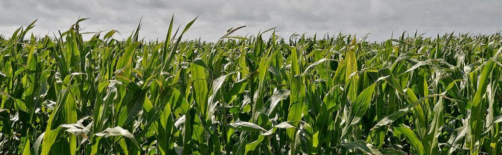Usado há quase meio século nas lavouras brasileiras de milho, soja e cana de açúcar, o herbicida Atrazina foi considerado cancerígeno